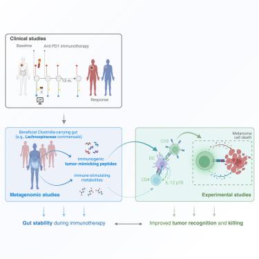 Longitudinal analysis of the gut microbiota during anti-PD-1 therapy reveals stable microbial features of response in melanoma patients