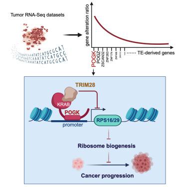 Tumor-suppressive activities for pogo transposable element derived with KRAB domain via ribosome biogenesis restriction