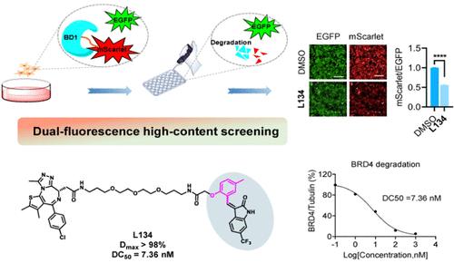 Design, Synthesis, and Activity Evaluation of BRD4 PROTAC Based on Alkenyl Oxindole-DCAF11 Pair