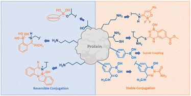 Boron enabled bioconjugation chemistries