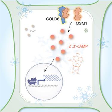 COLD6-OSM1 module senses chilling for cold tolerance via 2′,3′-cAMP signaling in rice