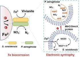 Electric syntrophy-driven modulation of Fe0-dependent microbial denitrification