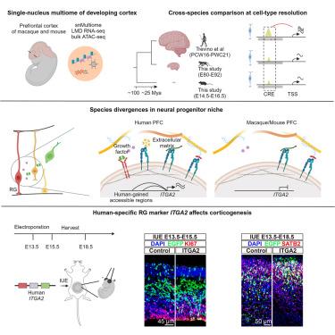 Comparative single-cell multiome identifies evolutionary changes in neural progenitor cells during primate brain development