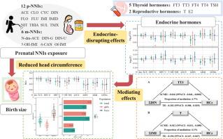 Prenatal exposure to neonicotinoid insecticides, fetal endocrine hormones and birth size: Findings from SMBCS