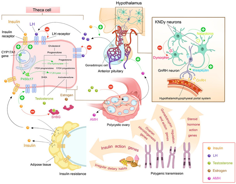 Rethinking the Terminology: A Perspective on Renaming Polycystic Ovary Syndrome for an Enhanced Pathophysiological Understanding.