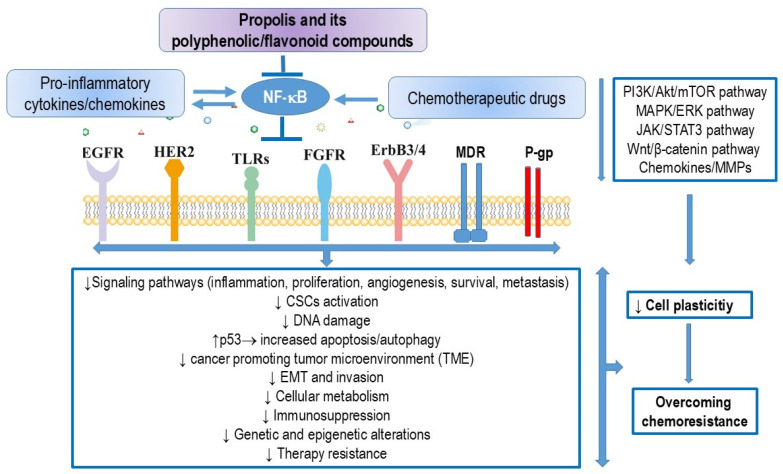 Potential Strategies for Overcoming Drug Resistance Pathways Using Propolis and Its Polyphenolic/Flavonoid Compounds in Combination with Chemotherapy and Radiotherapy.
