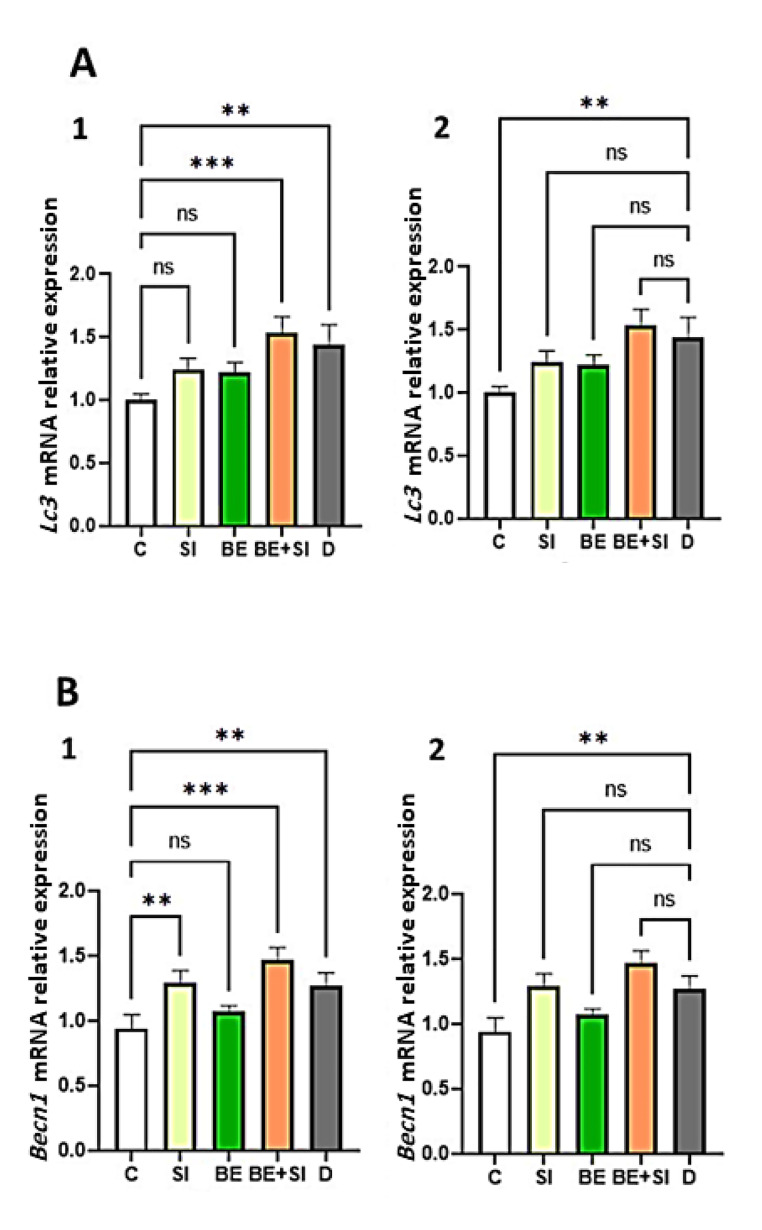 Potential Effects of Soy Isoflavones and Broccoli Extract on Oxidative Stress, Autophagy, and Apoptosis Gene Markers in Endometriosis.