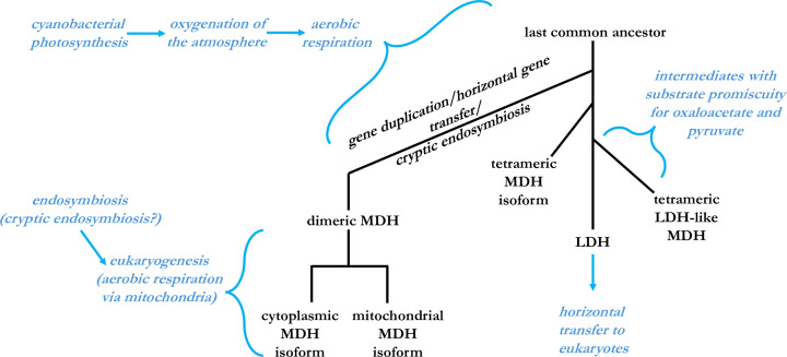 Malate dehydrogenase: a story of diverse evolutionary radiation.