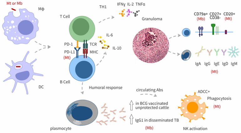 B Cell and Antibody Responses in Bovine Tuberculosis.