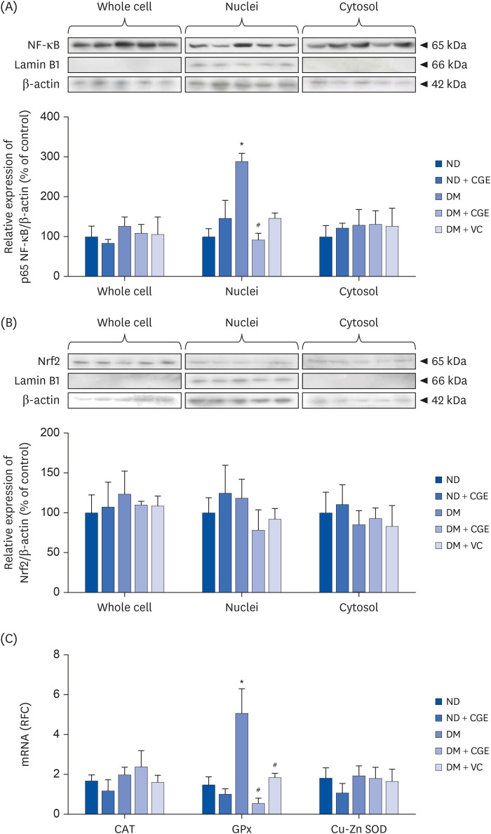 <i>Cladophora glomerata</i> Kützing extract exhibits antioxidant, anti-inflammation, and anti-nitrosative stress against impairment of renal organic anion transport in an <i>in vivo</i> study.