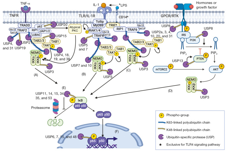 Literature review: nuclear factor kappa B (NF-κB) regulation in human cancers mediated by ubiquitin-specific proteases (USPs).