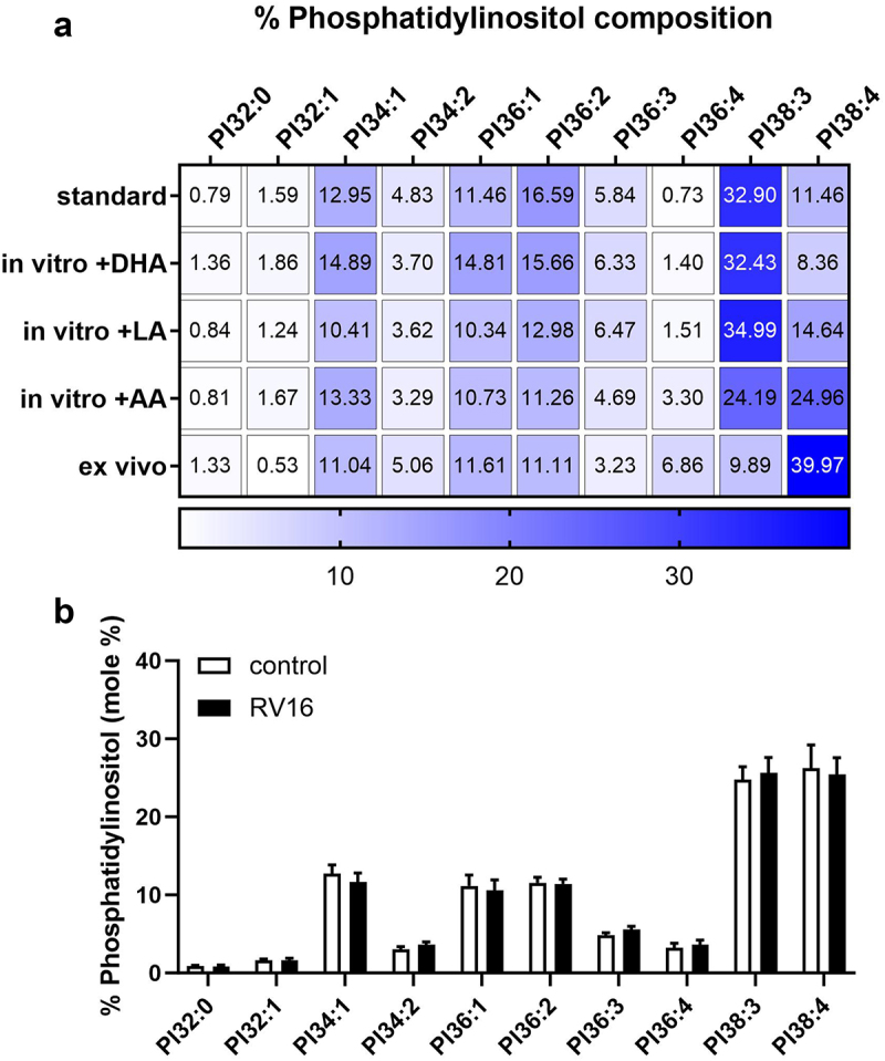 Membrane lipid composition of bronchial epithelial cells influences antiviral responses during rhinovirus infection.