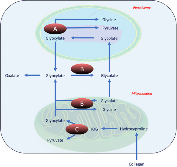 Diet-induced hyperoxaluria: A case based mini-review.