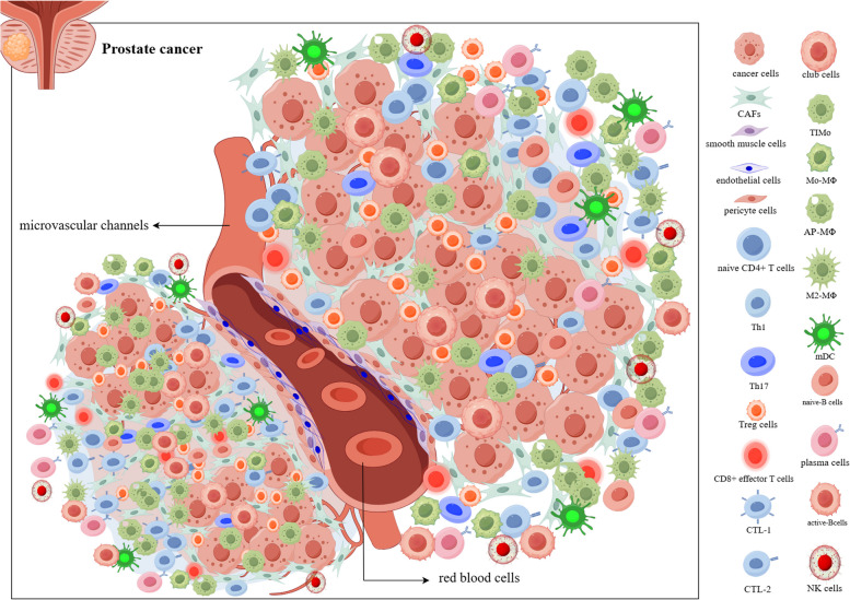 Application and new findings of scRNA-seq and ST-seq in prostate cancer.