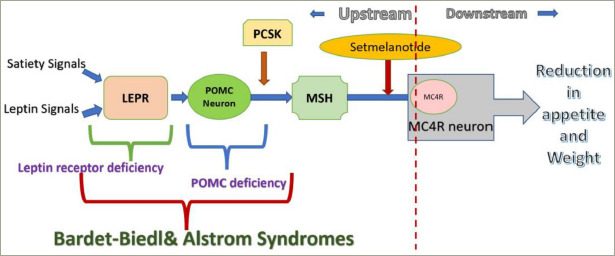 Setmelanotide: A Melanocortin-4 Receptor Agonist for the Treatment of Severe Obesity Due to Hypothalamic Dysfunction.