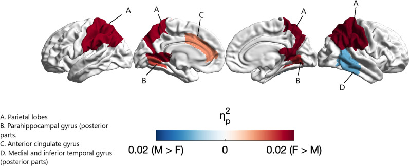 Sex Differences in Human Brain Structure at Birth.