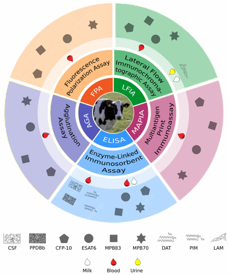 B Cell and Antibody Responses in Bovine Tuberculosis.