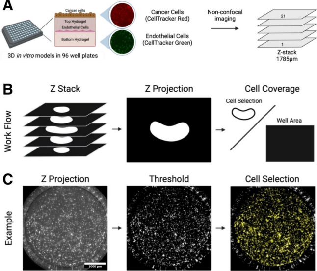 Empowering High-Throughput High-Content Analysis of Microphysiological Models: Open-Source Software for Automated Image Analysis of Microvessel Formation and Cell Invasion.