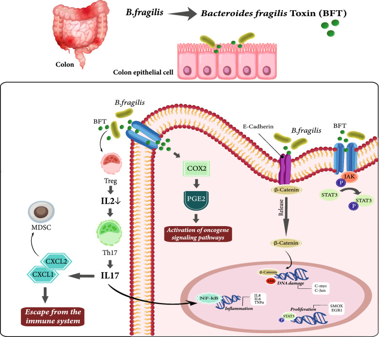 Gastrointestinal cancer resistance to treatment: the role of microbiota.