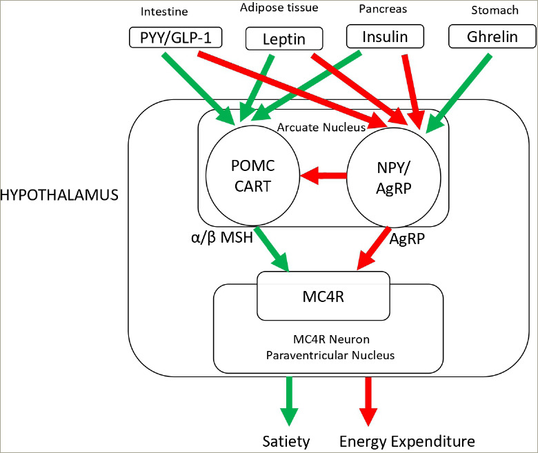 Setmelanotide: A Melanocortin-4 Receptor Agonist for the Treatment of Severe Obesity Due to Hypothalamic Dysfunction.