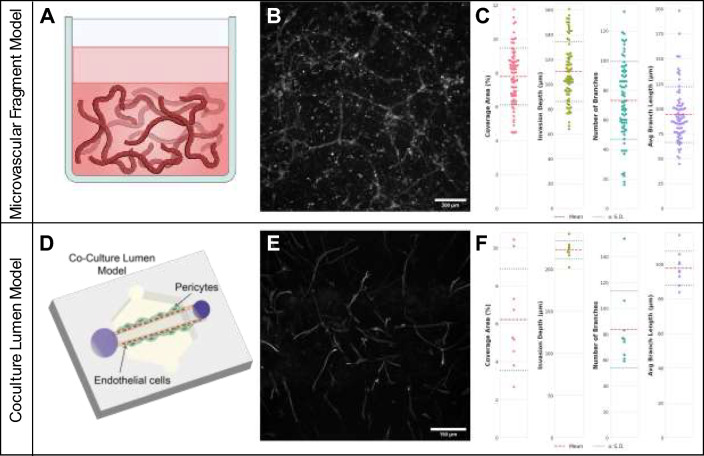 Empowering High-Throughput High-Content Analysis of Microphysiological Models: Open-Source Software for Automated Image Analysis of Microvessel Formation and Cell Invasion.