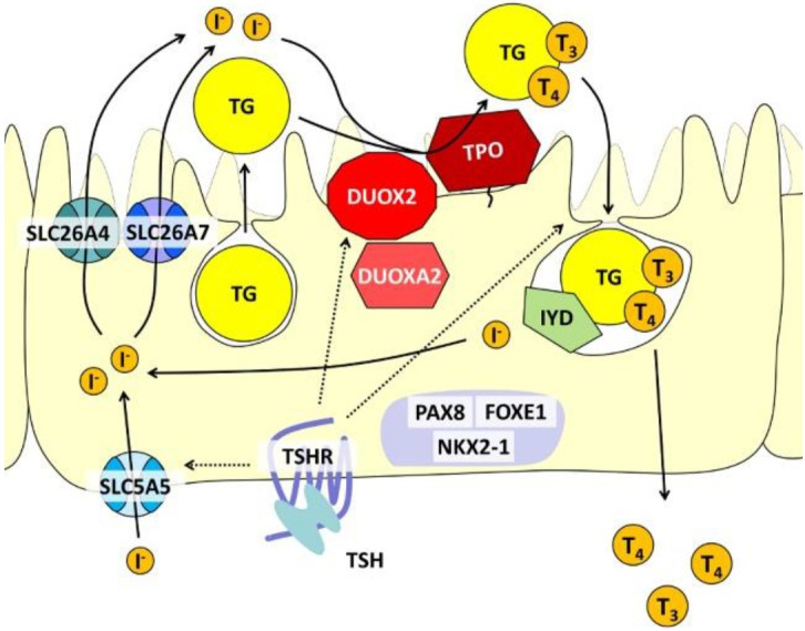 Deciphering the mystery of CHNG3.