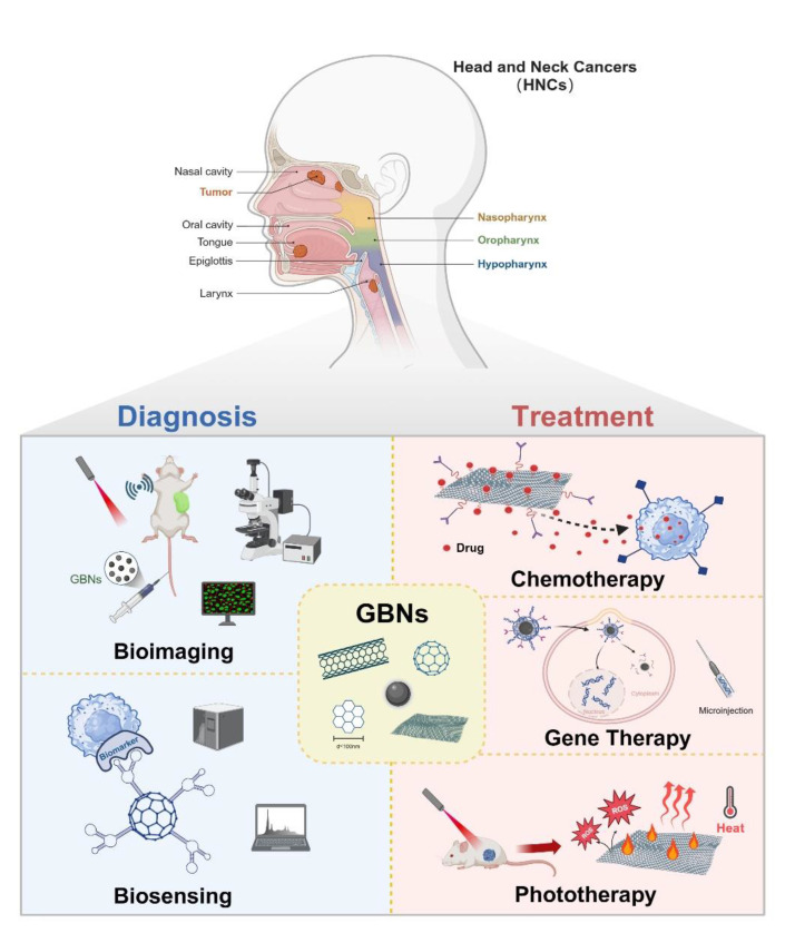 Research progress of graphene-based nanomaterials in the diagnosis and treatment of head and neck cancer.