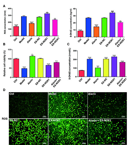 Alarin regulates RyR2 and SERCA2 to improve cardiac function in heart failure with preserved ejection fraction.
