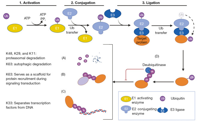 Literature review: nuclear factor kappa B (NF-κB) regulation in human cancers mediated by ubiquitin-specific proteases (USPs).