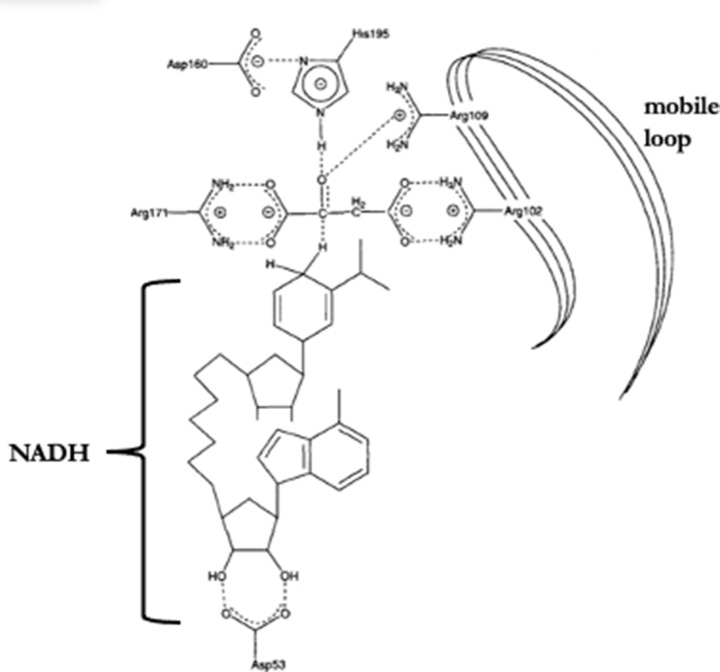 Malate dehydrogenase: a story of diverse evolutionary radiation.