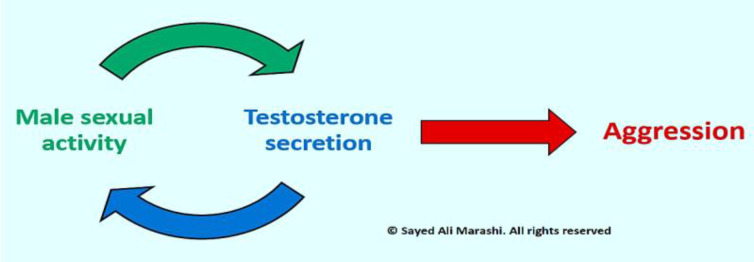 A Theory on the Nonlinear Relationship of Sexual Behavior and Aggression.