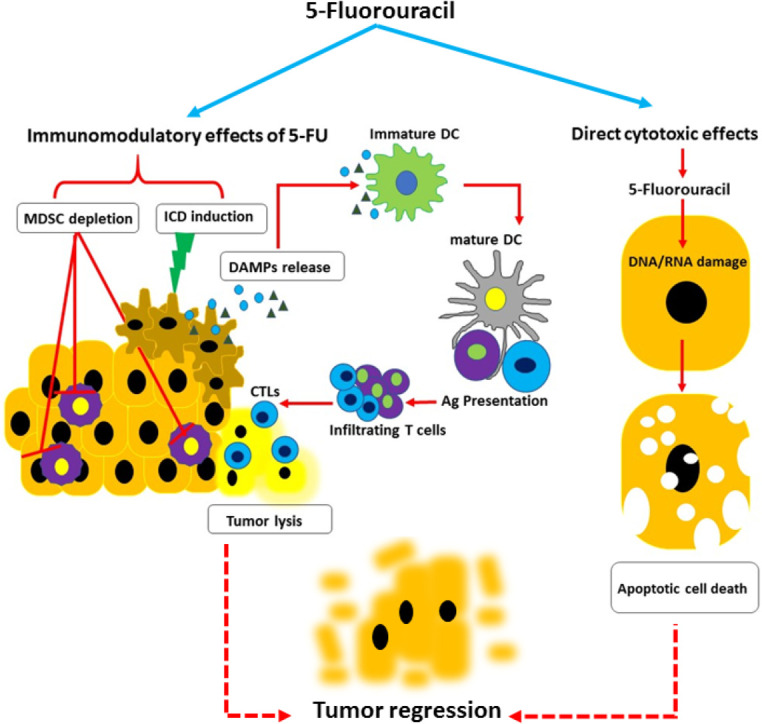 5-Fluorouracil Effectively Depletes Tumor Induced Myeloid Derived Suppressor Cells in 4T1 Mammary Carcinoma Model.
