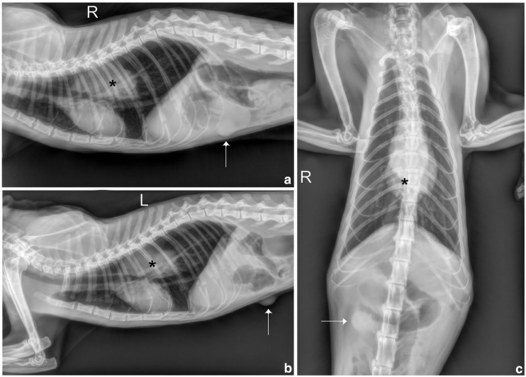 First description of oesophageal melanoma in a cat and palliative treatment by endoscopic argon plasma coagulation laser.