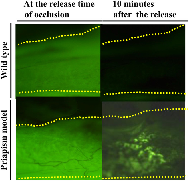 Developmental and functional roles of androgen and interactive signals for external genitalia and erectile tissues.