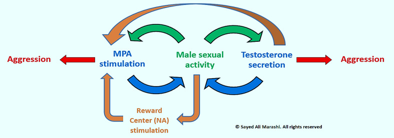 A Theory on the Nonlinear Relationship of Sexual Behavior and Aggression.