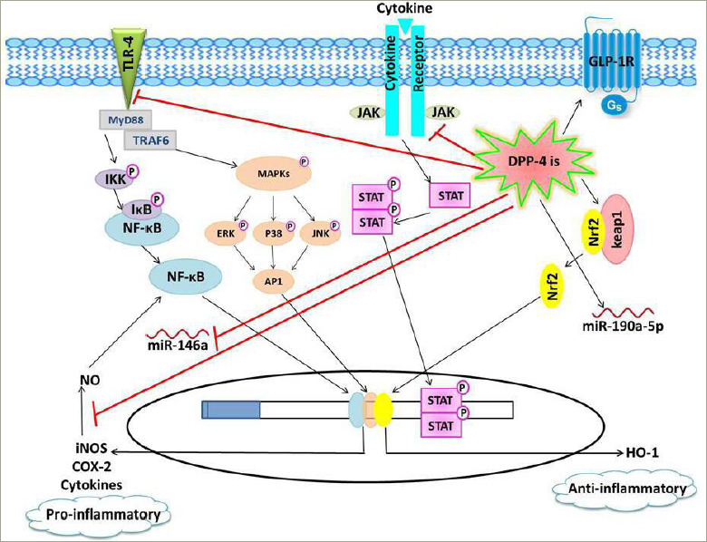 New Insights into the Pleiotropic Actions of Dipeptidyl Peptidase-4 Inhibitors Beyond Glycaemic Control.