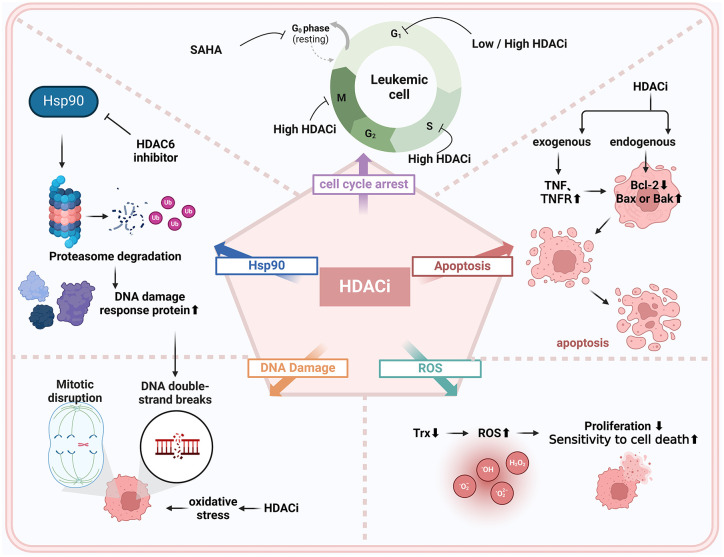 Histone deacetylase inhibitors: targeting epigenetic regulation in the treatment of acute leukemia.