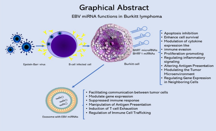 From virus to cancer: Epstein-Barr virus miRNA connection in Burkitt's lymphoma.