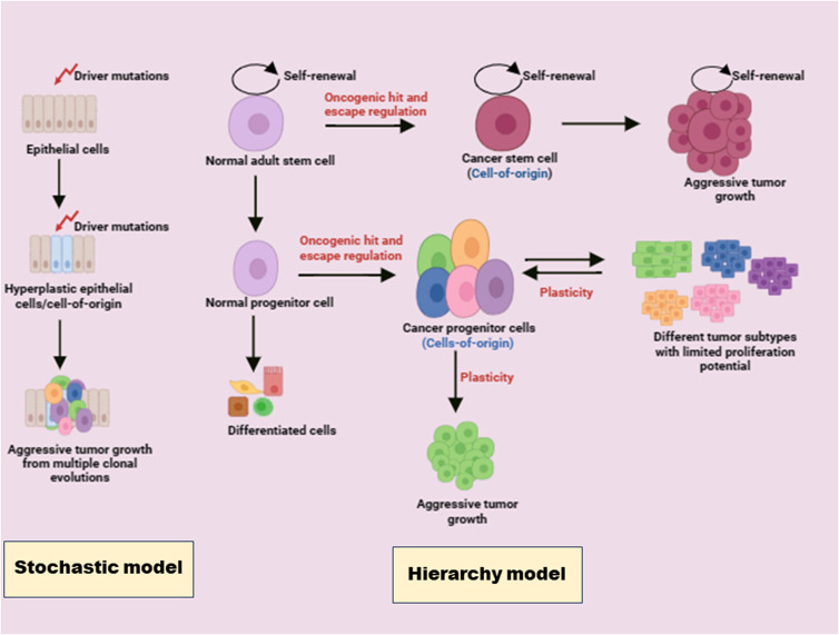 Understanding the autophagic functions in cancer stem cell maintenance and therapy resistance.
