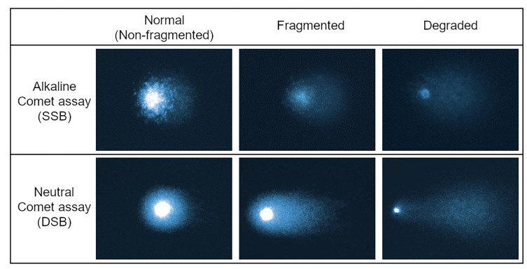 Impact of Microfluidic Sperm Sorting on Embryonic Euploidy in Infertile Patients with Sperm DNA Damage: A Retrospective Study.