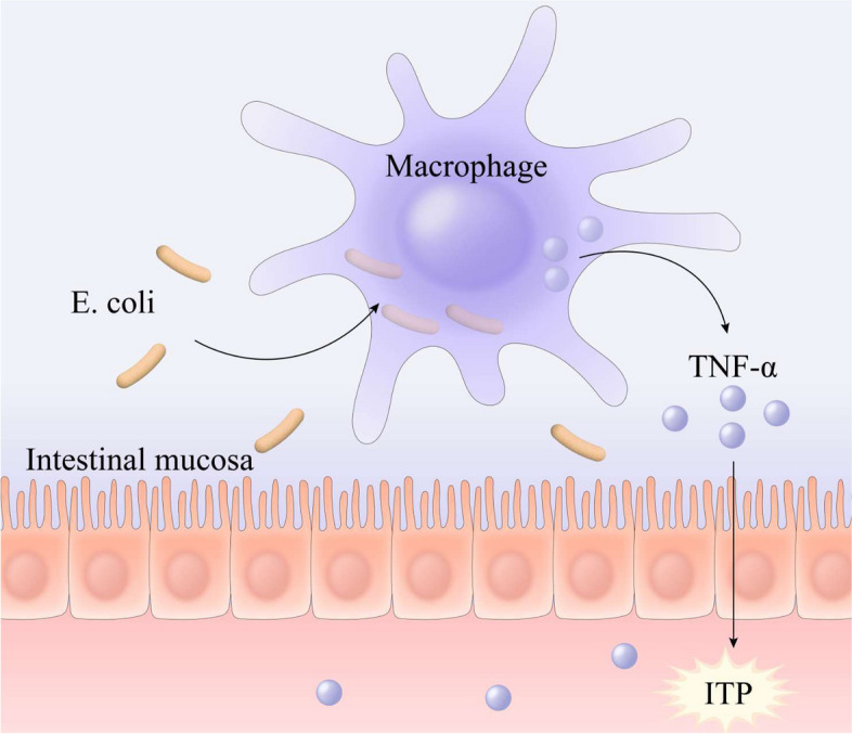 A novel approach to immune thrombocytopenia intervention: modulating intestinal homeostasis.