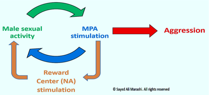 A Theory on the Nonlinear Relationship of Sexual Behavior and Aggression.