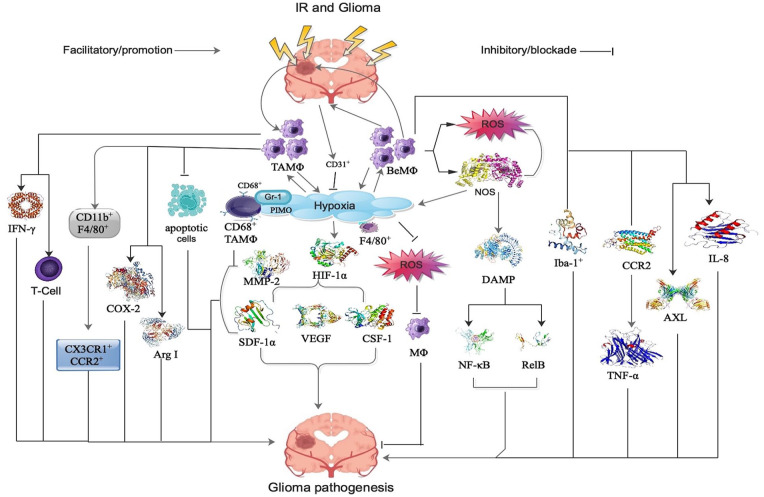 Pivotal Role of Cranial Irradiation-Induced Peripheral, Intrinsic, and Brain-Engrafting Macrophages in Malignant Glioma.