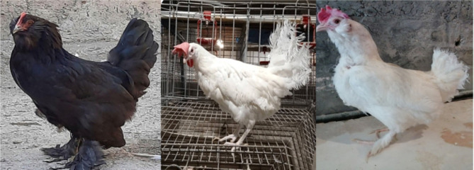 Comparison of productive performance of Marandi, White Leghorn, and Marandi-White Leghorn crossbred chickens.