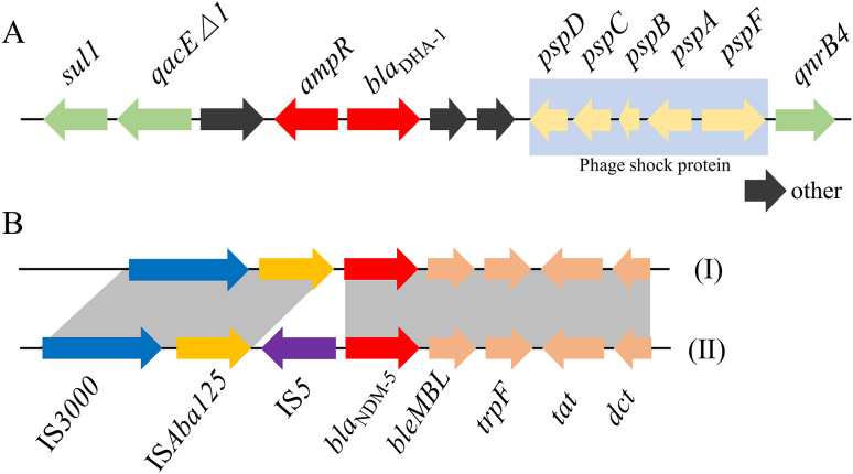 Molecular epidemiological analysis of bla<sub>NDM-5</sub>-producing Klebsiella pneumoniae ST2407-K25 causing infection outbreaks in pediatric patients based on whole genome sequencing.