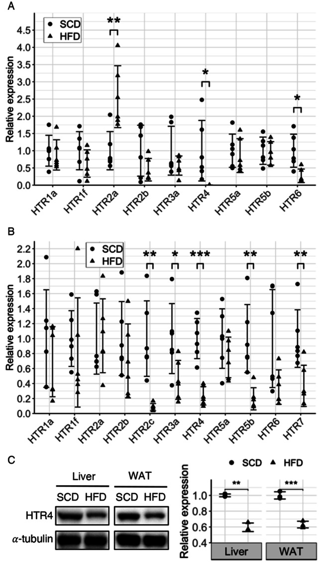 GR113808, a serotonin receptor 4 antagonist, prevents high-fat-diet-induced obesity, fatty liver formation, and insulin resistance in C57BL/6J mice.