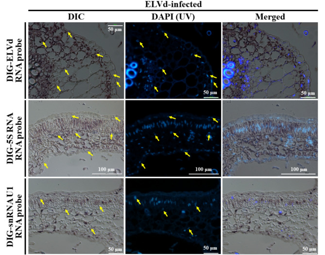 Eggplant latent viroid is located in the chloroplasts and nuclei of eggplant infected cells.