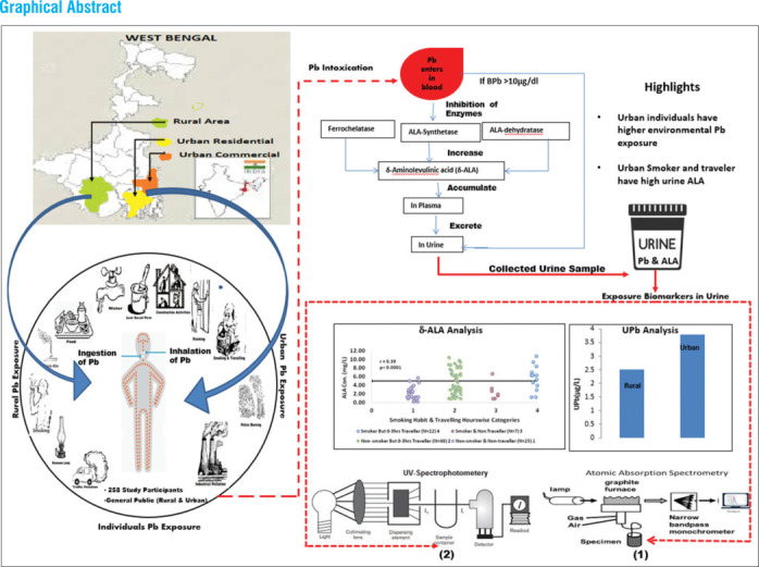 Estimation of Urinary Lead and Urinary δ-Aminolevulinic Acid as an Index of Lead Exposure in Urban and Rural Residents of West Bengal, India.