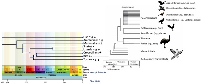 Insights into avian molecular cytogenetics-with reptilian comparisons.