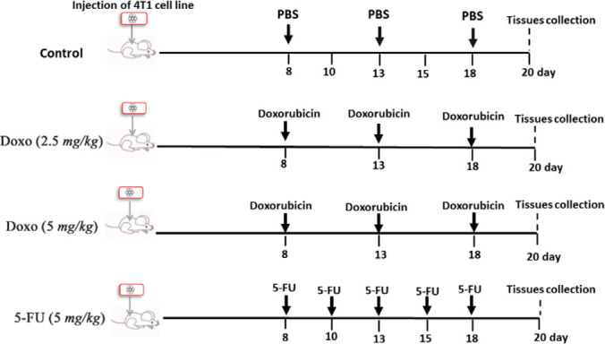 5-Fluorouracil Effectively Depletes Tumor Induced Myeloid Derived Suppressor Cells in 4T1 Mammary Carcinoma Model.